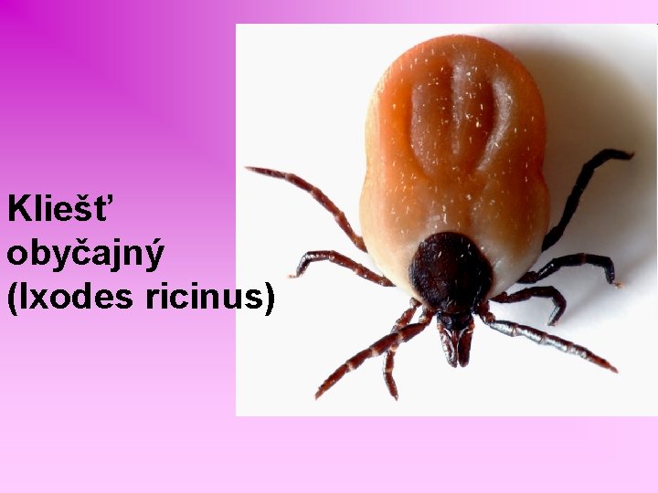 Kliešť obyčajný (Ixodes ricinus) 
