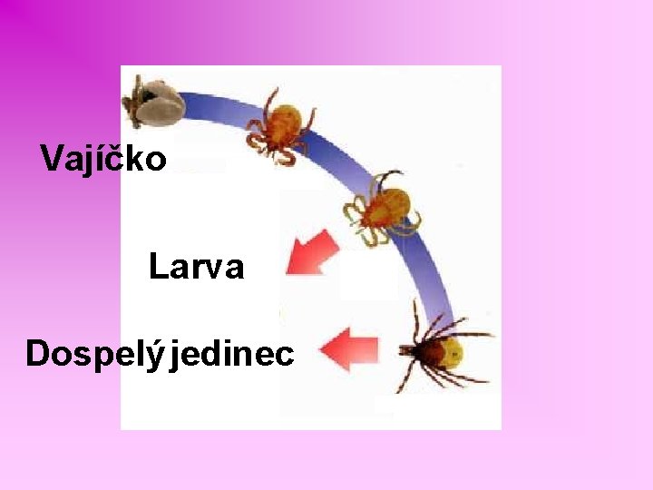 Vajíčko Larva Dospelý jedinec 