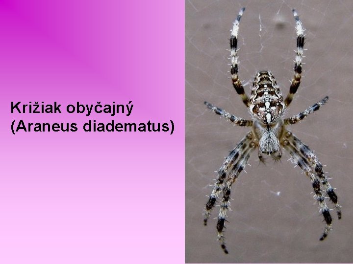 Križiak obyčajný (Araneus diadematus) 