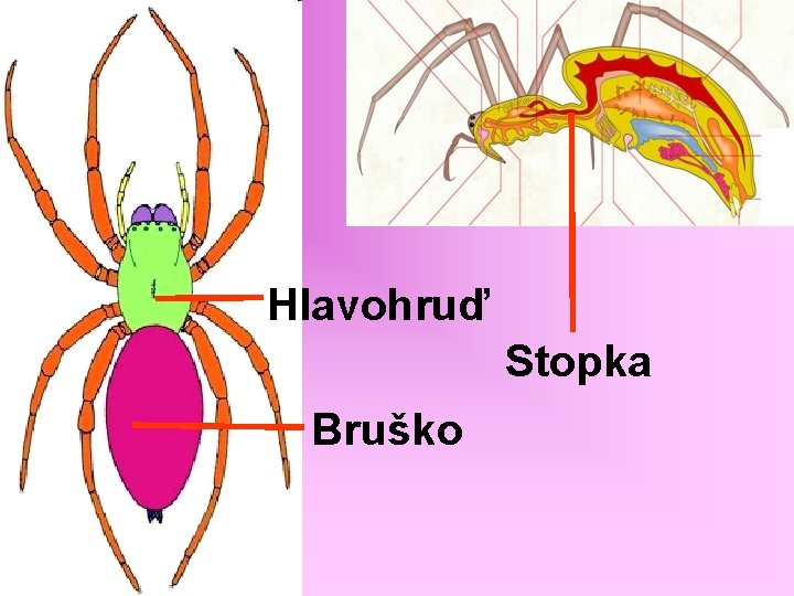 Hlavohruď Stopka Bruško 