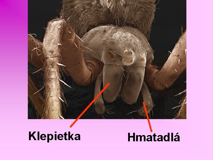 Klepietka Hmatadlá 