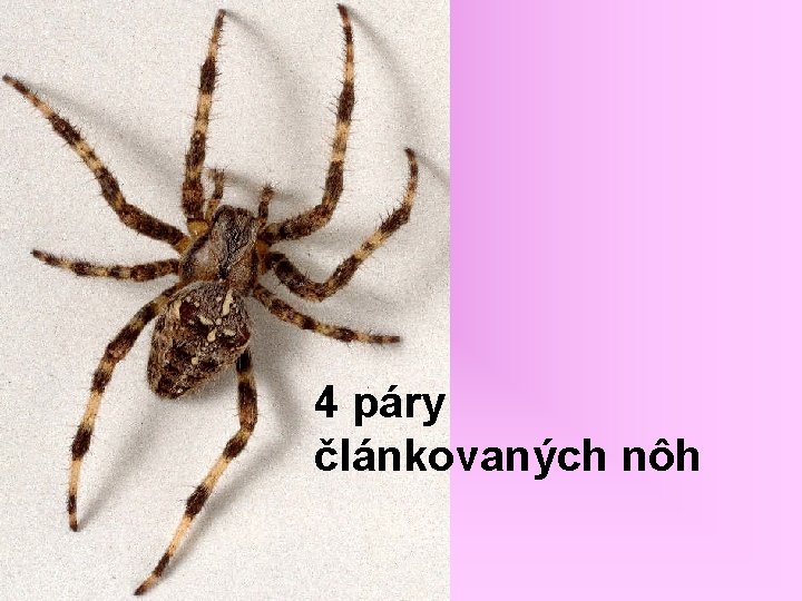 4 páry článkovaných nôh 