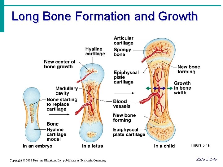 Long Bone Formation and Growth Figure 5. 4 a Copyright © 2003 Pearson Education,