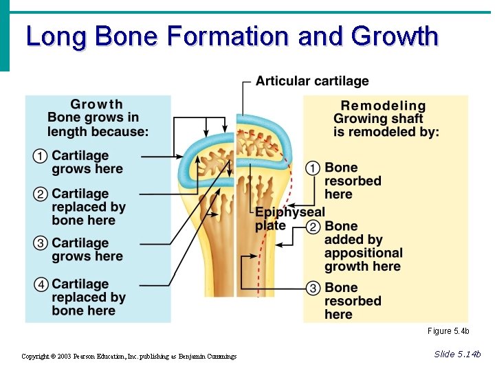 Long Bone Formation and Growth Figure 5. 4 b Copyright © 2003 Pearson Education,