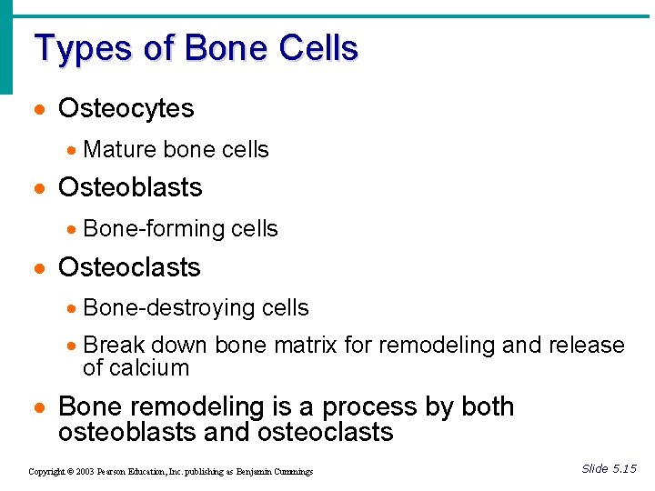 Types of Bone Cells · Osteocytes · Mature bone cells · Osteoblasts · Bone-forming