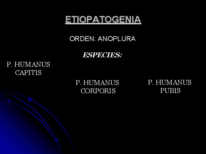 ETIOPATOGENIA ORDEN: ANOPLURA ESPECIES: P. HUMANUS CAPITIS P. HUMANUS CORPORIS P. HUMANUS PUBIS 
