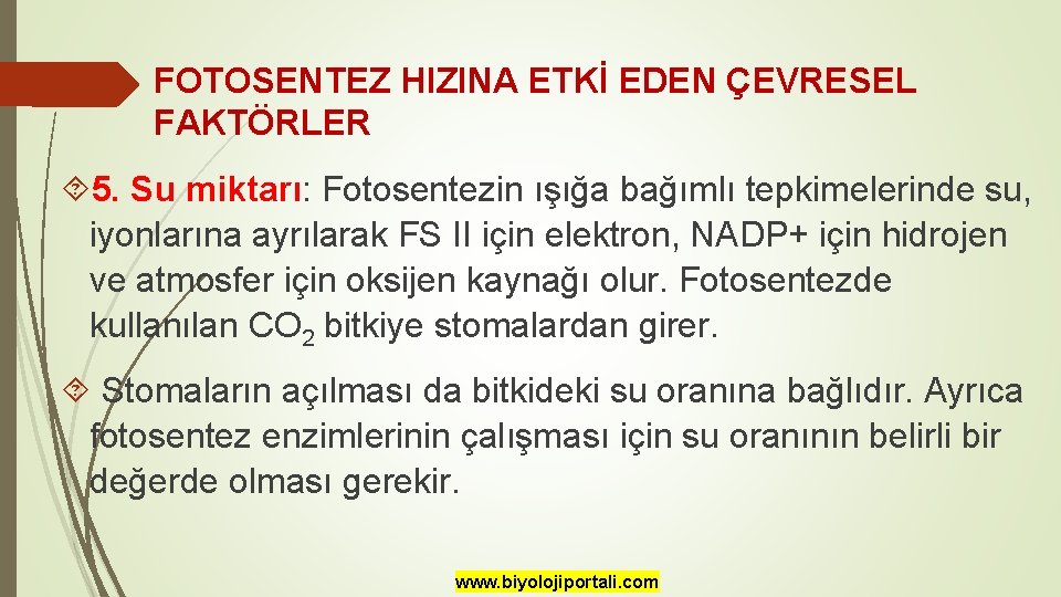 FOTOSENTEZ HIZINA ETKİ EDEN ÇEVRESEL FAKTÖRLER 5. Su miktarı: Fotosentezin ışığa bağımlı tepkimelerinde su,