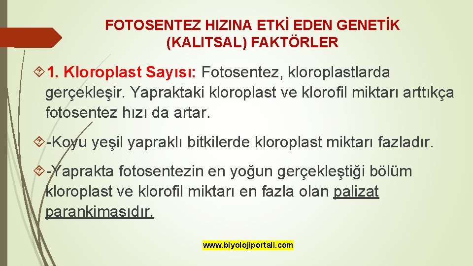 FOTOSENTEZ HIZINA ETKİ EDEN GENETİK (KALITSAL) FAKTÖRLER 1. Kloroplast Sayısı: Fotosentez, kloroplastlarda gerçekleşir. Yapraktaki