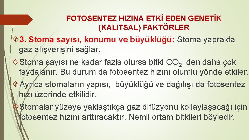 FOTOSENTEZ HIZINA ETKİ EDEN GENETİK (KALITSAL) FAKTÖRLER 3. Stoma sayısı, konumu ve büyüklüğü: Stoma