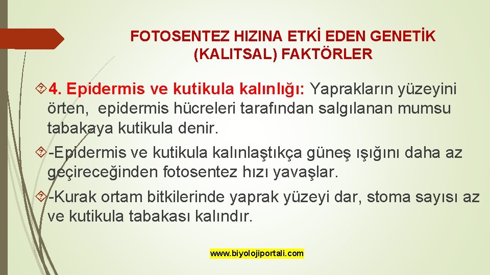 FOTOSENTEZ HIZINA ETKİ EDEN GENETİK (KALITSAL) FAKTÖRLER 4. Epidermis ve kutikula kalınlığı: Yaprakların yüzeyini