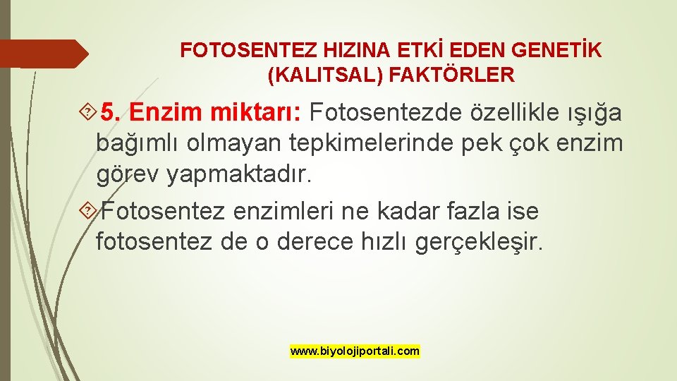 FOTOSENTEZ HIZINA ETKİ EDEN GENETİK (KALITSAL) FAKTÖRLER 5. Enzim miktarı: Fotosentezde özellikle ışığa bağımlı