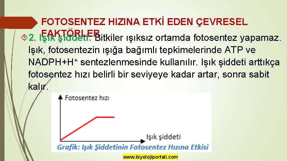 FOTOSENTEZ HIZINA ETKİ EDEN ÇEVRESEL FAKTÖRLER 2. Işık şiddeti: Bitkiler ışıksız ortamda fotosentez yapamaz.