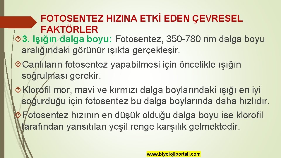 FOTOSENTEZ HIZINA ETKİ EDEN ÇEVRESEL FAKTÖRLER 3. Işığın dalga boyu: Fotosentez, 350 -780 nm