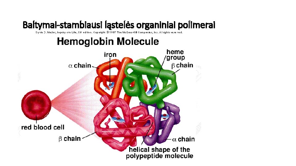 Baltymai-stambiausi ląstelės organiniai polimerai 