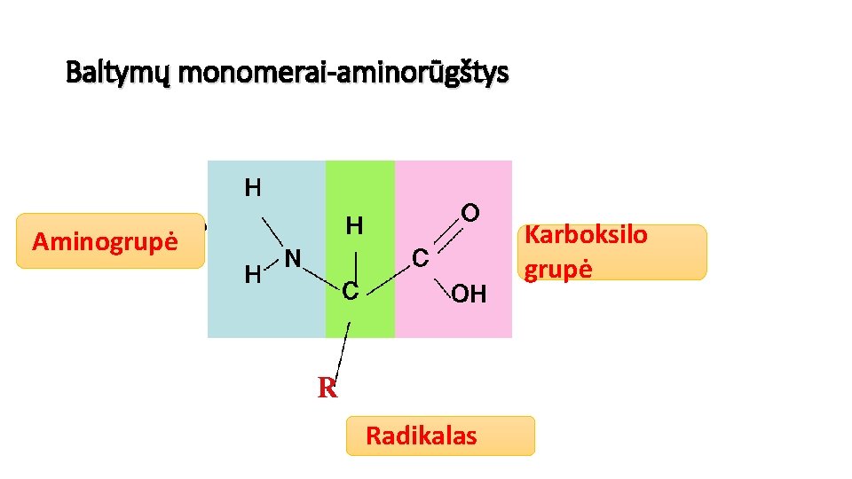 Baltymų monomerai-aminorūgštys Karboksilo grupė Aminogrupė Radikalas 