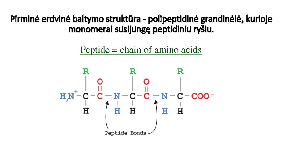 Pirminė erdvinė baltymo struktūra - polipeptidinė grandinėlė , kurioje monomerai susijungę peptidiniu ryšiu. 