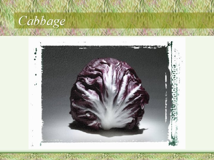 Cabbage 