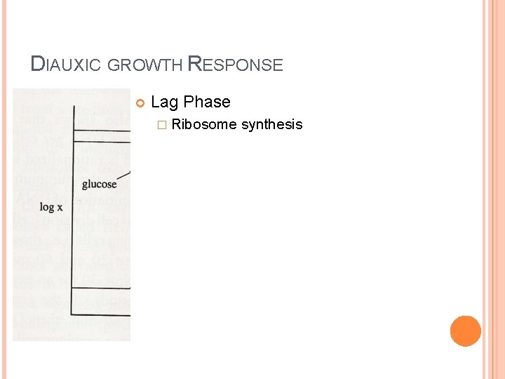 DIAUXIC GROWTH RESPONSE Lag Phase � Ribosome synthesis 