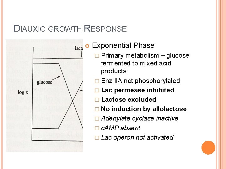 DIAUXIC GROWTH RESPONSE Exponential Phase � Primary metabolism – glucose fermented to mixed acid