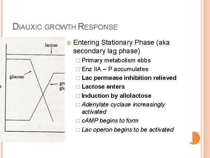 DIAUXIC GROWTH RESPONSE Entering Stationary Phase (aka secondary lag phase) � Primary metabolism ebbs