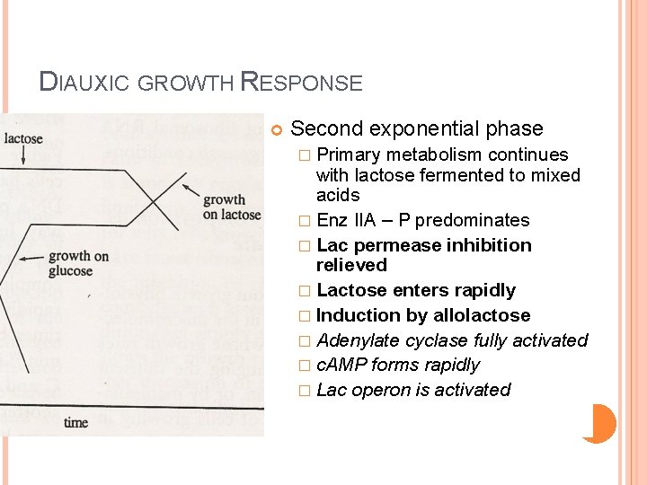 DIAUXIC GROWTH RESPONSE Second exponential phase � Primary metabolism continues with lactose fermented to