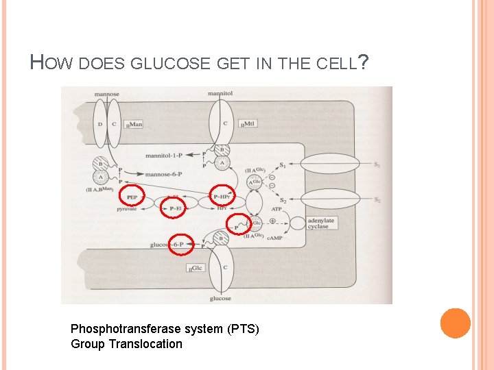 HOW DOES GLUCOSE GET IN THE CELL? Phosphotransferase system (PTS) Group Translocation 