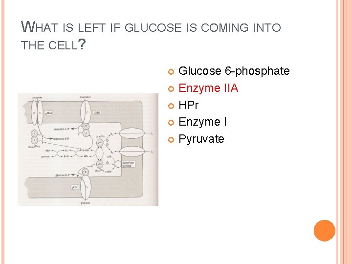 WHAT IS LEFT IF GLUCOSE IS COMING INTO THE CELL? Glucose 6 -phosphate Enzyme