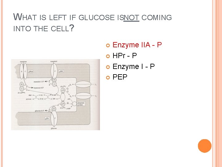 WHAT IS LEFT IF GLUCOSE ISNOT COMING INTO THE CELL? Enzyme IIA - P