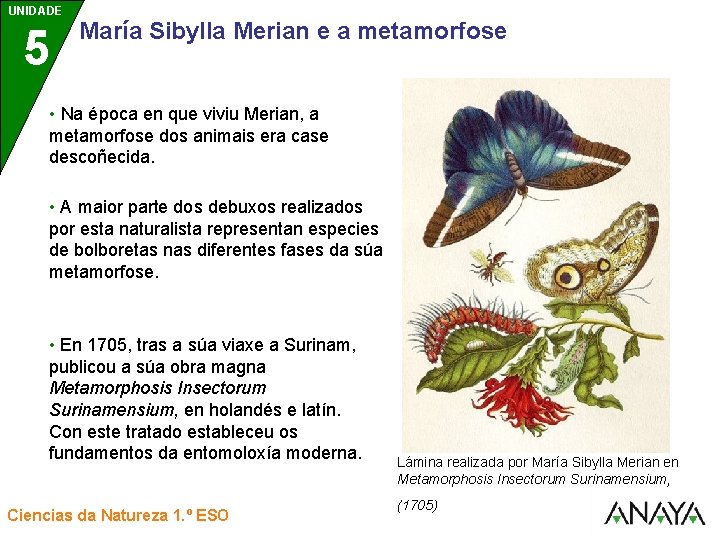 UNIDADE UNIDAD 5 3 María Sibylla Merian e a metamorfose • Na época en