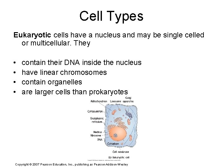 Cell Types Eukaryotic cells have a nucleus and may be single celled or multicellular.