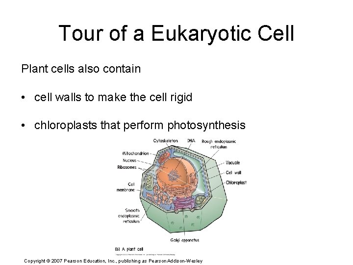 Tour of a Eukaryotic Cell Plant cells also contain • cell walls to make