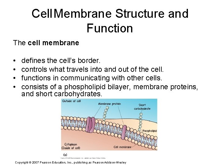 Cell. Membrane Structure and Function The cell membrane • • defines the cell’s border.