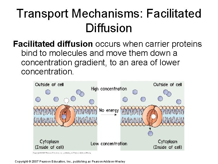 Transport Mechanisms: Facilitated Diffusion Facilitated diffusion occurs when carrier proteins bind to molecules and