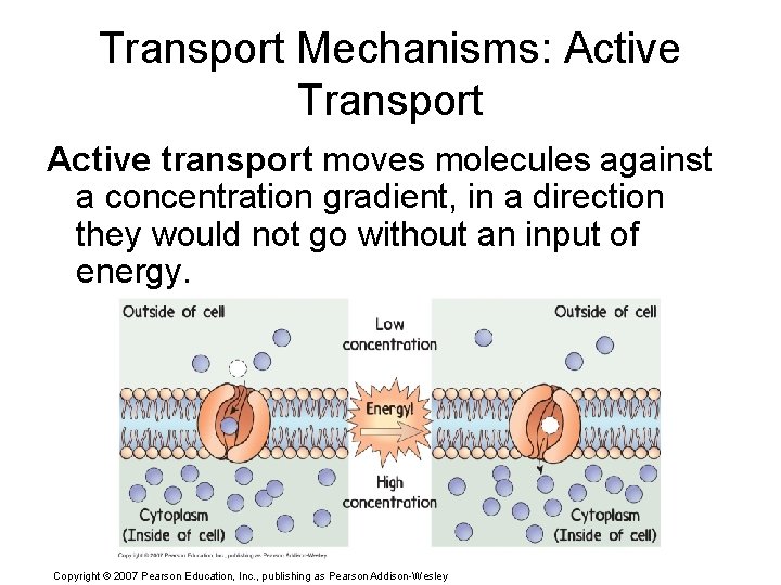 Transport Mechanisms: Active Transport Active transport moves molecules against a concentration gradient, in a