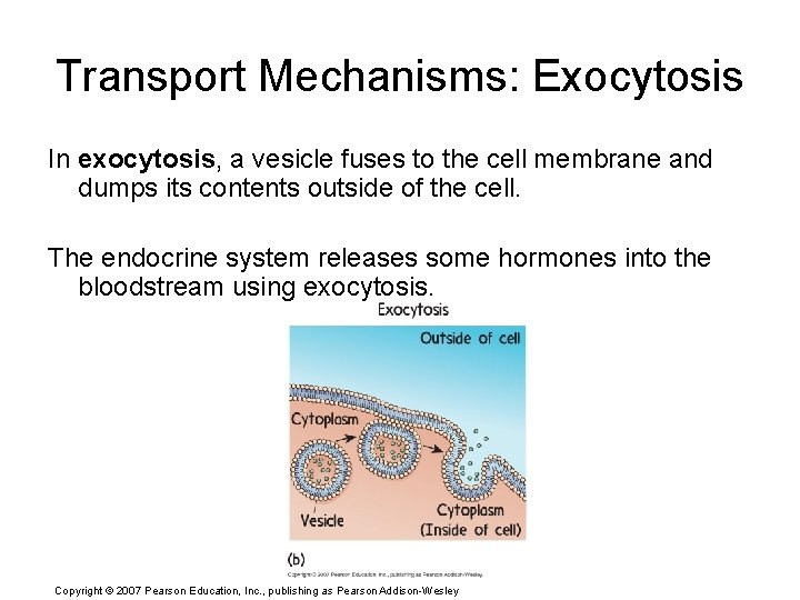 Transport Mechanisms: Exocytosis In exocytosis, a vesicle fuses to the cell membrane and dumps