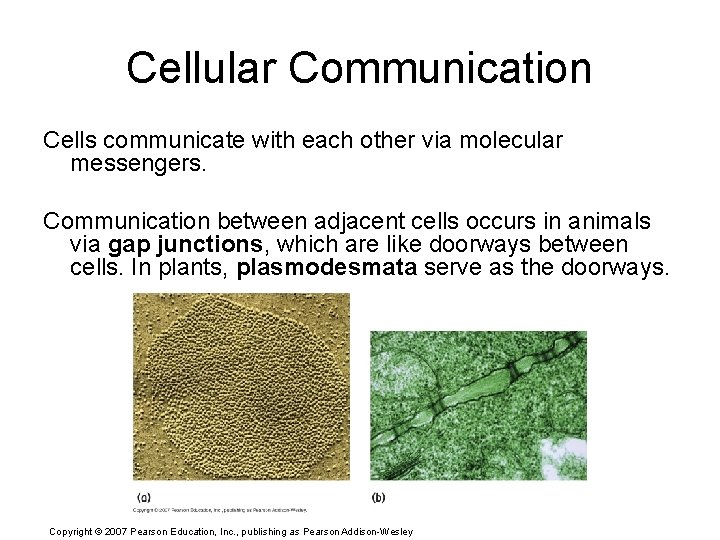 Cellular Communication Cells communicate with each other via molecular messengers. Communication between adjacent cells