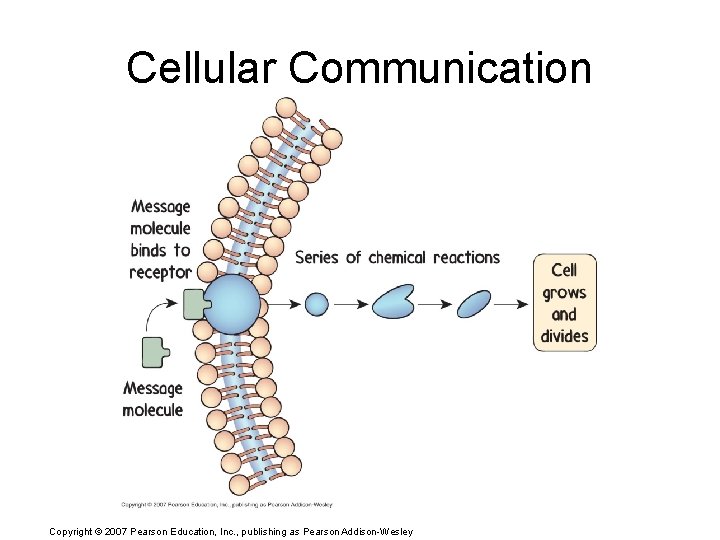 Cellular Communication Copyright © 2007 Pearson Education, Inc. , publishing as Pearson Addison-Wesley 