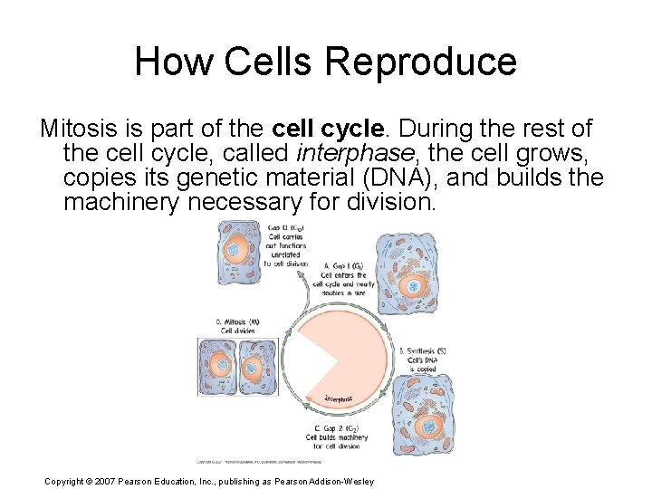 How Cells Reproduce Mitosis is part of the cell cycle. During the rest of