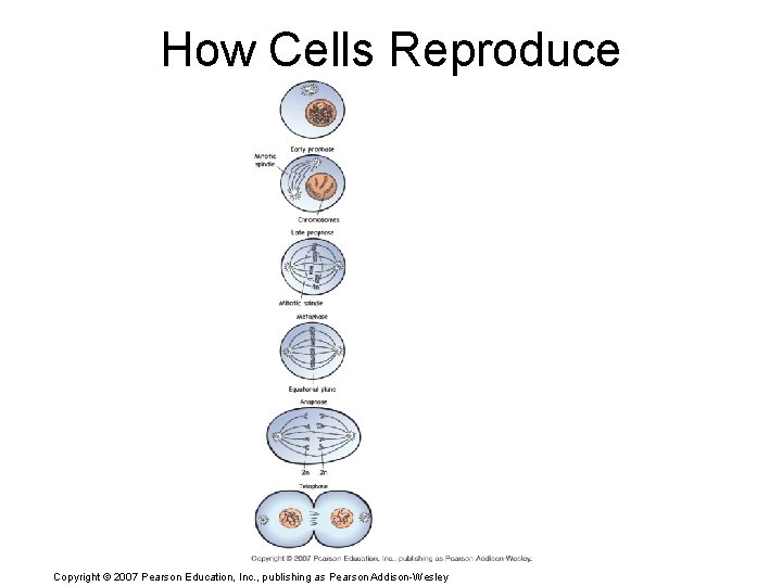 How Cells Reproduce Copyright © 2007 Pearson Education, Inc. , publishing as Pearson Addison-Wesley