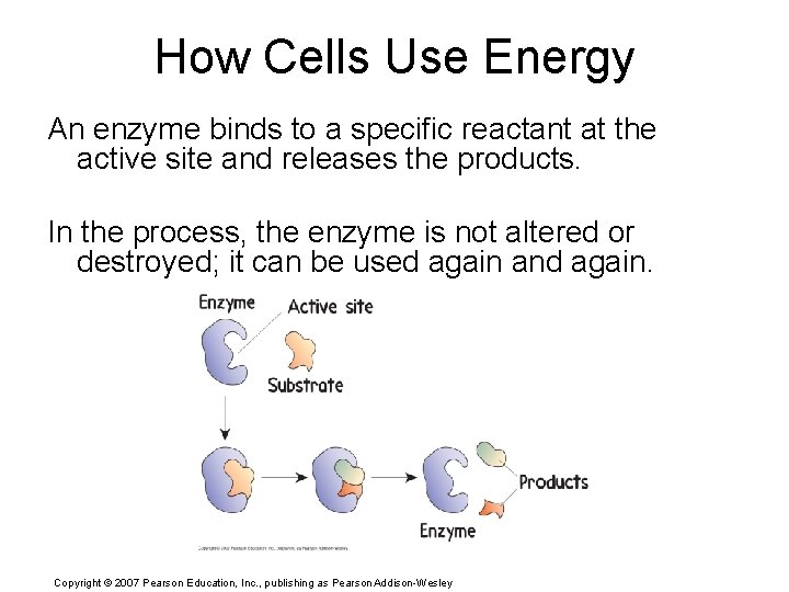 How Cells Use Energy An enzyme binds to a specific reactant at the active