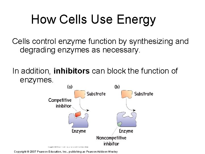 How Cells Use Energy Cells control enzyme function by synthesizing and degrading enzymes as