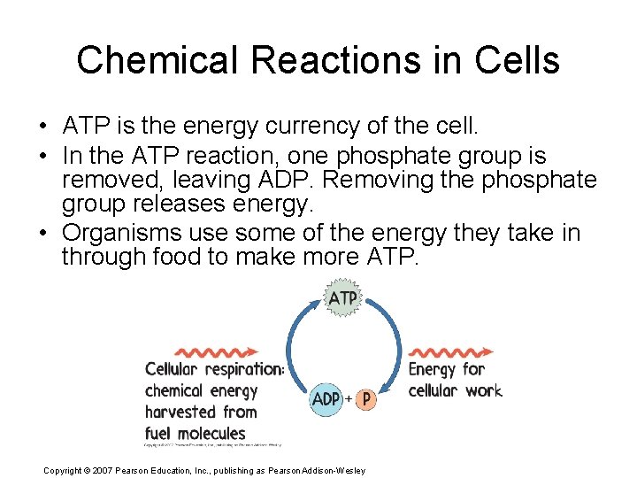 Chemical Reactions in Cells • ATP is the energy currency of the cell. •