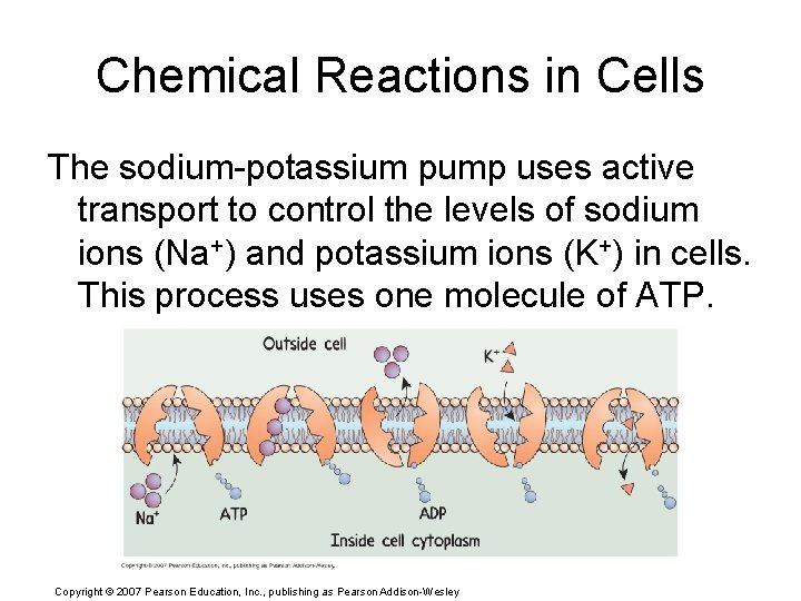 Chemical Reactions in Cells The sodium-potassium pump uses active transport to control the levels