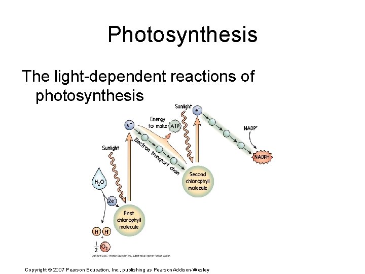 Photosynthesis The light-dependent reactions of photosynthesis Copyright © 2007 Pearson Education, Inc. , publishing