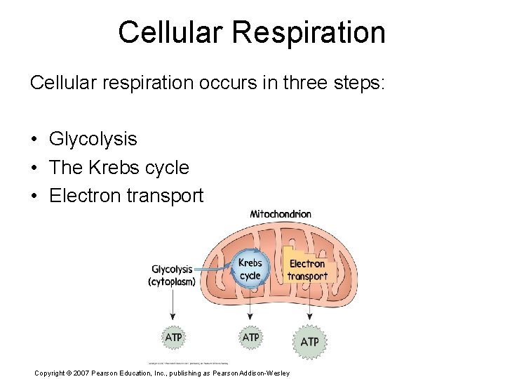 Cellular Respiration Cellular respiration occurs in three steps: • Glycolysis • The Krebs cycle