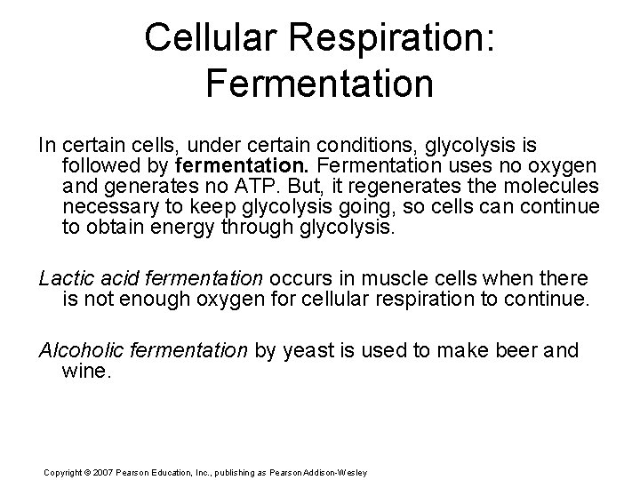 Cellular Respiration: Fermentation In certain cells, under certain conditions, glycolysis is followed by fermentation.