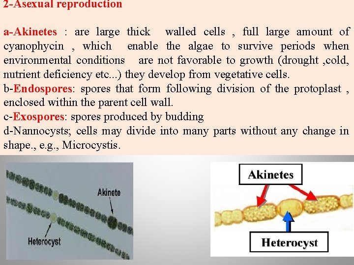 2 -Asexual reproduction a-Akinetes : are large thick walled cells , full large amount 2 -Asexual reproduction a-Akinetes : are large thick walled cells , full large amount