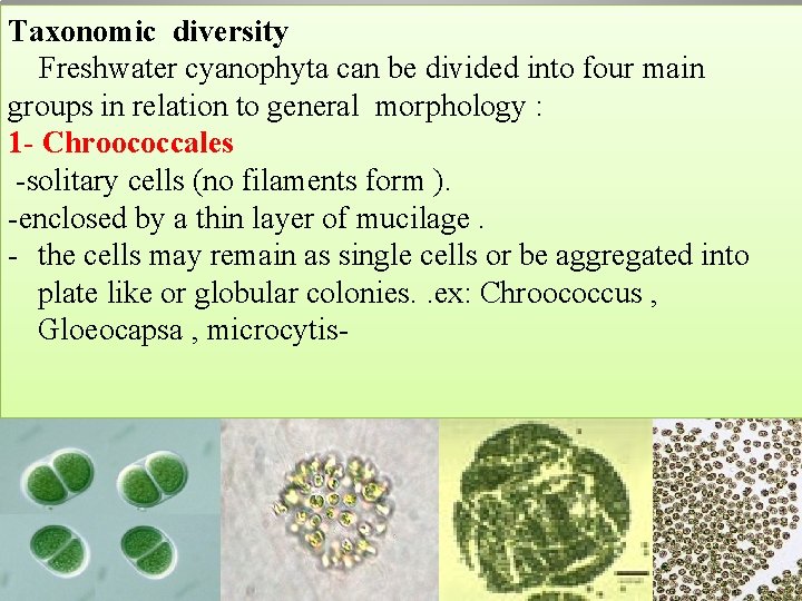 Taxonomic diversity Freshwater cyanophyta can be divided into four main groups in relation to