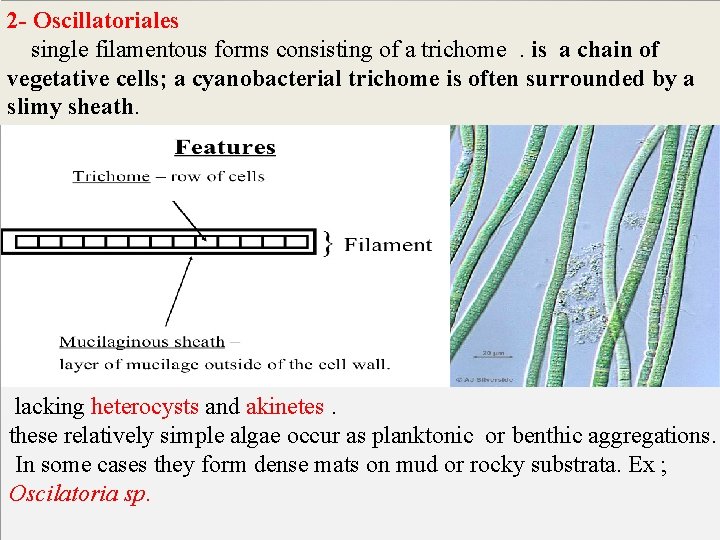 2 - Oscillatoriales single filamentous forms consisting of a trichome. is a chain of