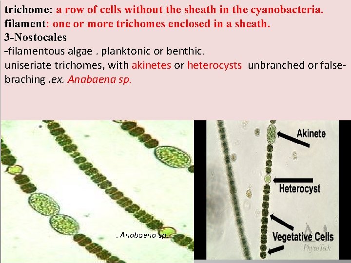 trichome: a row of cells without the sheath in the cyanobacteria. filament: one or